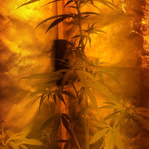 Critical Lemon CBD growlog timeline photo