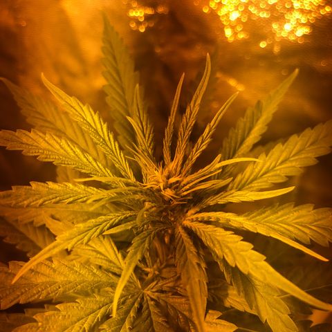 Critical Lemon CBD growlog timeline photo