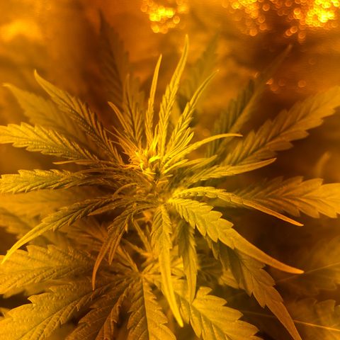 Critical Lemon CBD growlog timeline photo