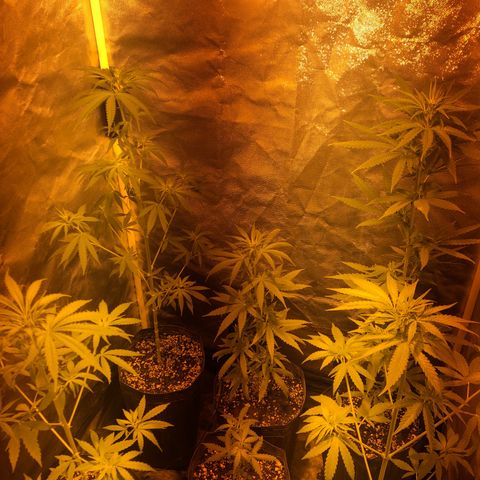 Critical Lemon CBD growlog timeline photo