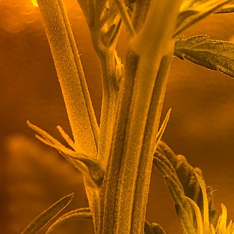 Critical Lemon CBD growlog timeline photo