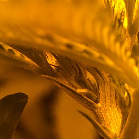 Critical Lemon CBD growlog timeline photo