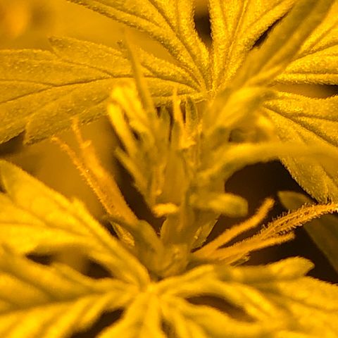 Critical Lemon CBD growlog timeline photo