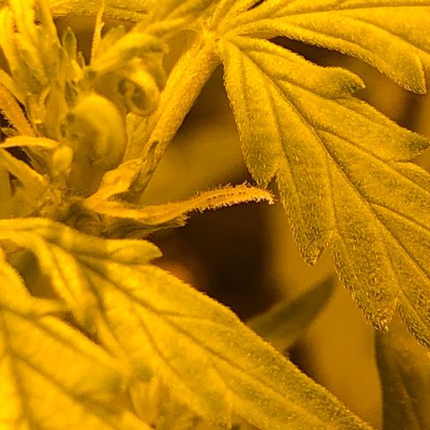 Critical Lemon CBD growlog timeline photo