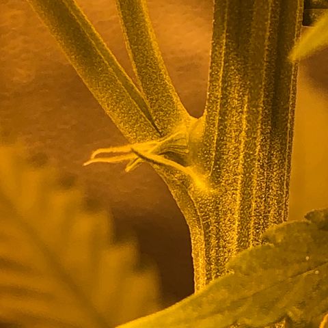 Critical Lemon CBD growlog timeline photo