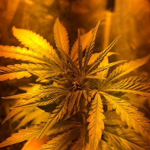 Critical Lemon CBD growlog timeline photo