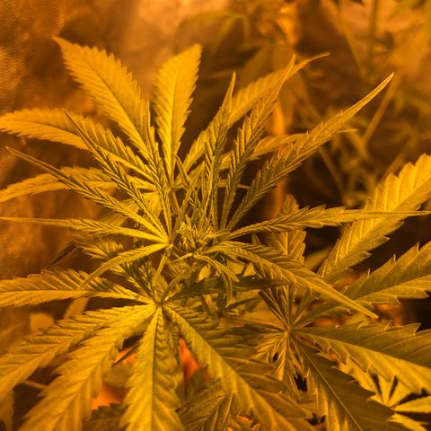 Critical Lemon CBD growlog timeline photo