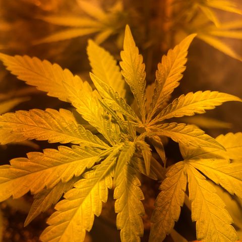 Critical Lemon CBD growlog timeline photo