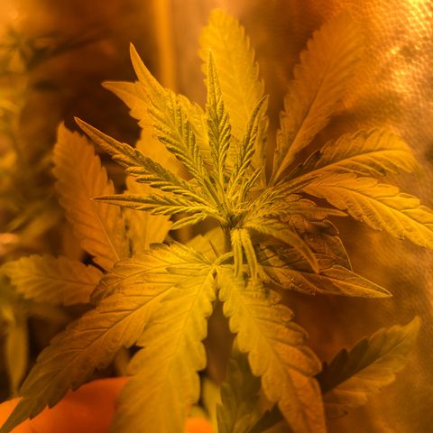 Critical Lemon CBD growlog timeline photo