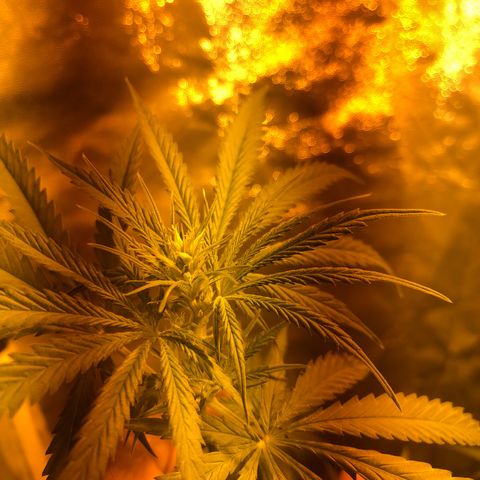 Critical Lemon CBD growlog timeline photo