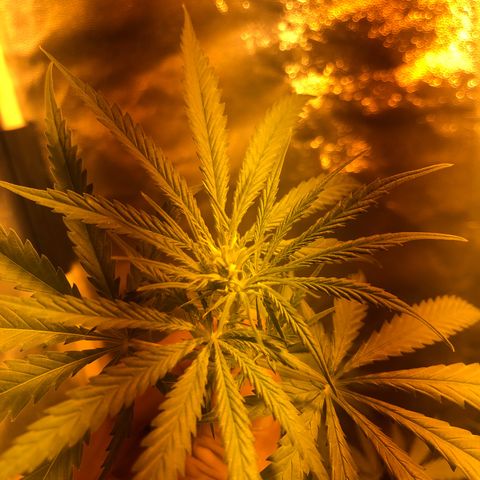 Critical Lemon CBD growlog timeline photo