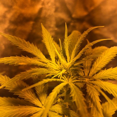 Critical Lemon CBD growlog timeline photo