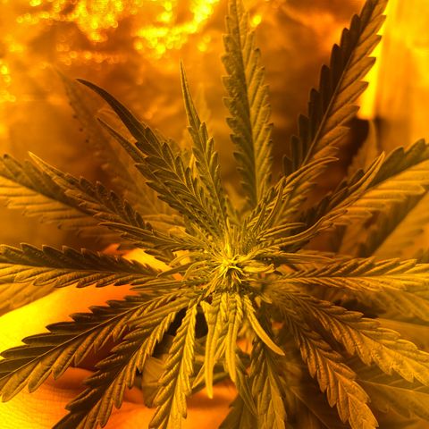Critical Lemon CBD growlog timeline photo