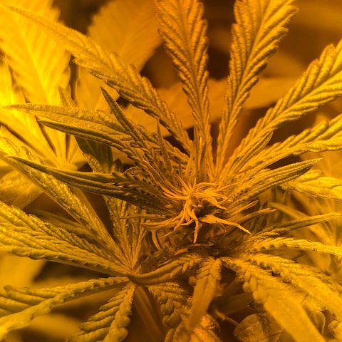 Critical Lemon CBD growlog timeline photo