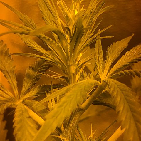 Critical Lemon CBD growlog timeline photo