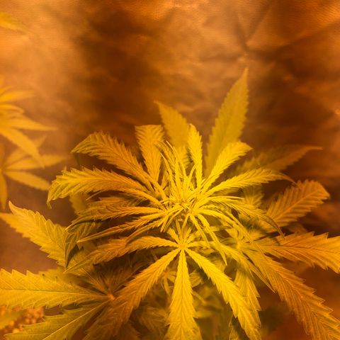 Critical Lemon CBD growlog timeline photo