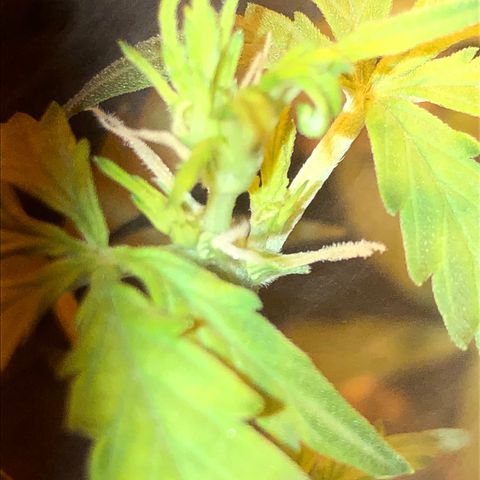 Critical Lemon CBD growlog timeline photo
