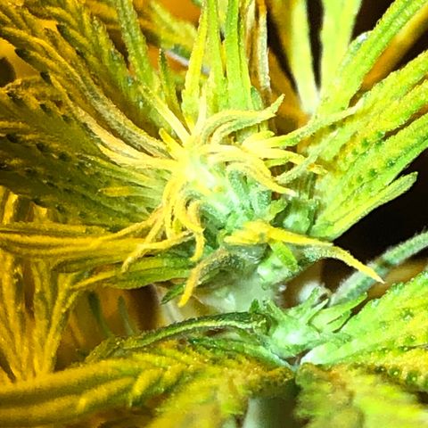 Critical Lemon CBD growlog timeline photo