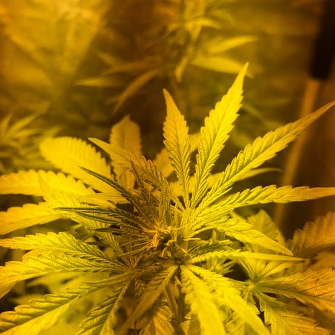 Critical Lemon CBD growlog timeline photo