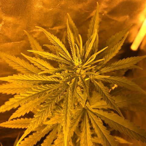 Critical Lemon CBD growlog timeline photo