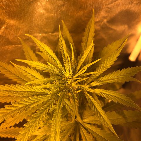 Critical Lemon CBD growlog timeline photo