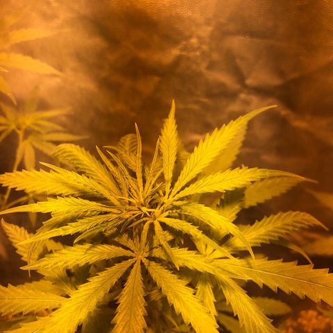 Critical Lemon CBD growlog timeline photo