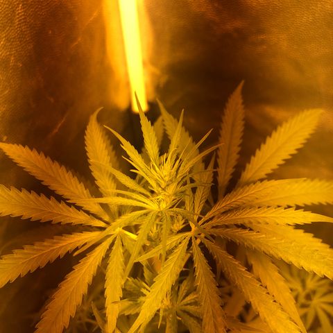 Critical Lemon CBD growlog timeline photo