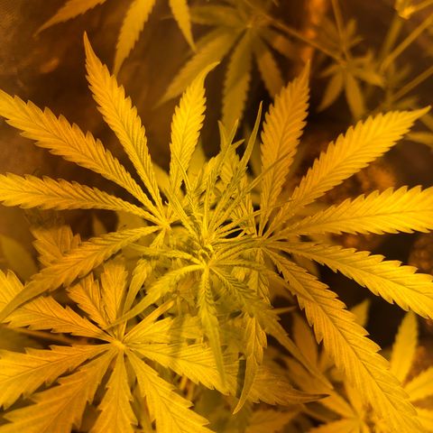Critical Lemon CBD growlog timeline photo
