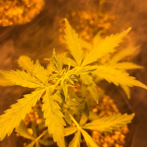 Critical Lemon CBD growlog timeline photo