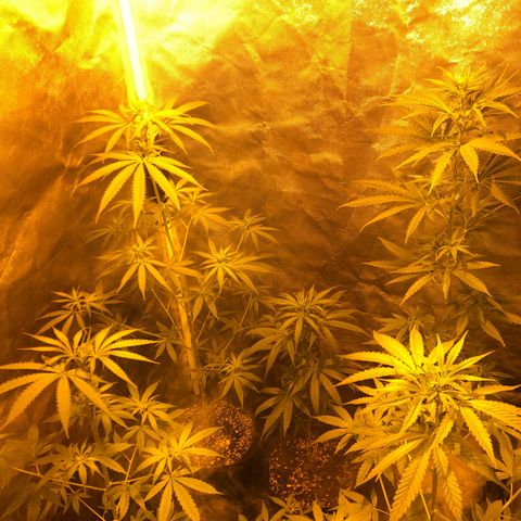 Critical Lemon CBD growlog timeline photo