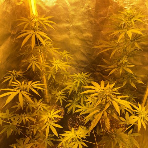 Critical Lemon CBD growlog timeline photo