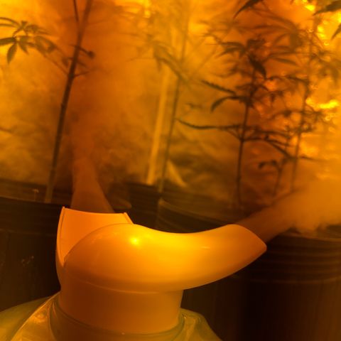 Critical Lemon CBD growlog timeline photo