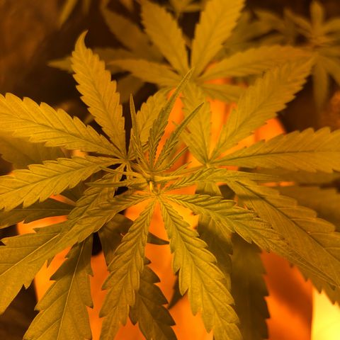 Critical Lemon CBD growlog timeline photo