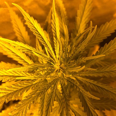 Critical Lemon CBD growlog timeline photo
