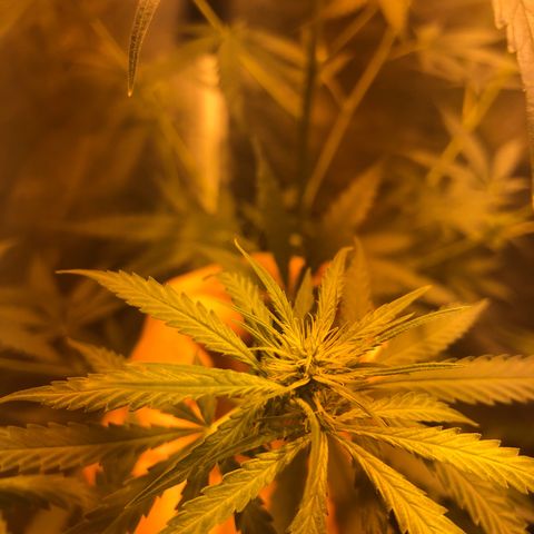 Critical Lemon CBD growlog timeline photo
