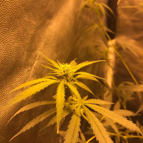 Critical Lemon CBD growlog timeline photo