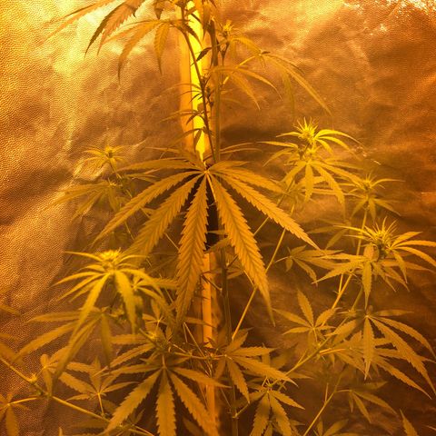 Critical Lemon CBD growlog timeline photo