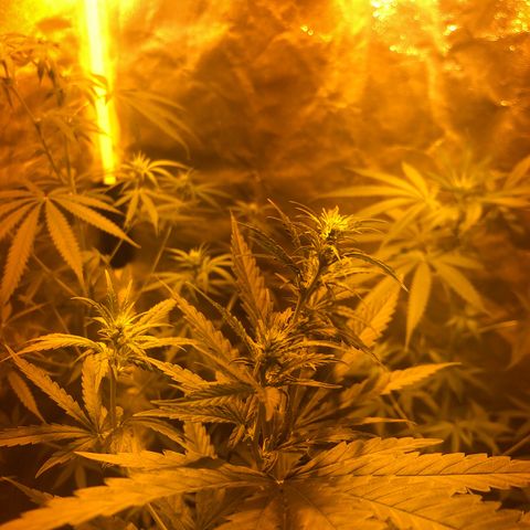 Critical Lemon CBD growlog timeline photo