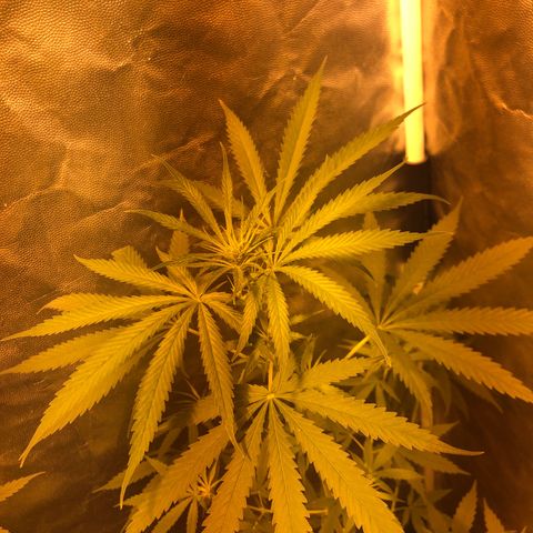 Critical Lemon CBD growlog timeline photo