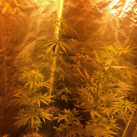 Critical Lemon CBD growlog timeline photo