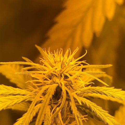 Critical Lemon CBD growlog timeline photo
