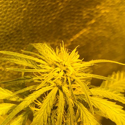 Critical Lemon CBD growlog timeline photo