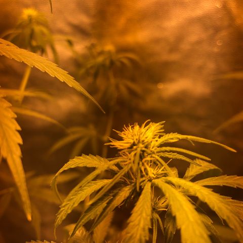 Critical Lemon CBD growlog timeline photo