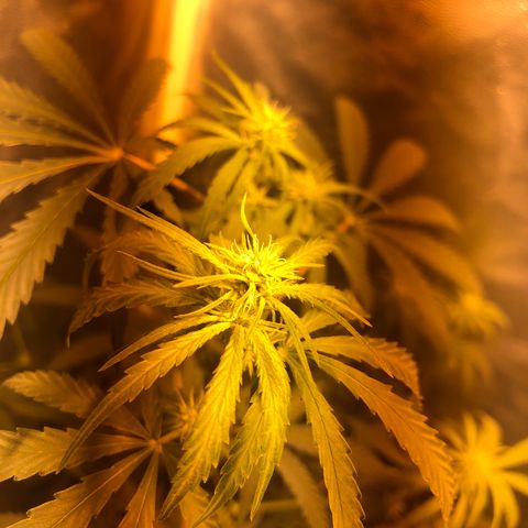 Critical Lemon CBD growlog timeline photo