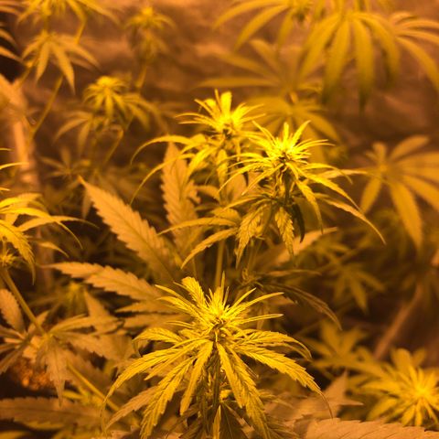 Critical Lemon CBD growlog timeline photo