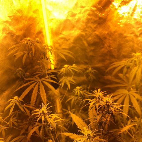 Critical Lemon CBD growlog timeline photo