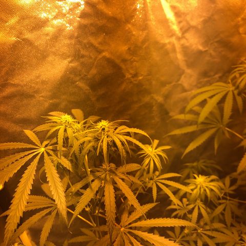 Critical Lemon CBD growlog timeline photo