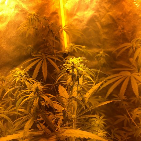 Critical Lemon CBD growlog timeline photo