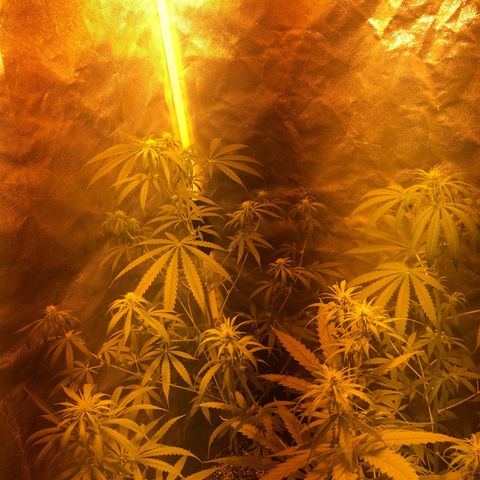 Critical Lemon CBD growlog timeline photo