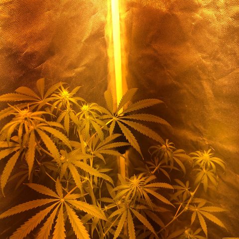 Critical Lemon CBD growlog timeline photo